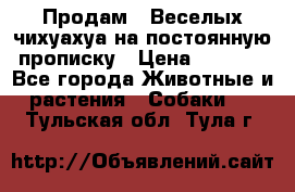 Продам.  Веселых чихуахуа на постоянную прописку › Цена ­ 8 000 - Все города Животные и растения » Собаки   . Тульская обл.,Тула г.